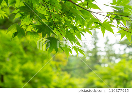 岐阜縣揖斐川町谷山華嚴寺的鮮綠楓葉 116877915