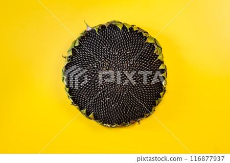 Sunflower with close on a yellow background. ripe sunflower seeds Sunflower with close on a yellow background. ripe sunflower seeds 116877937