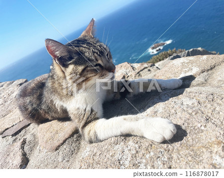 A cat taking a nap on a seawall A cat taking a nap on a seawall 116878017