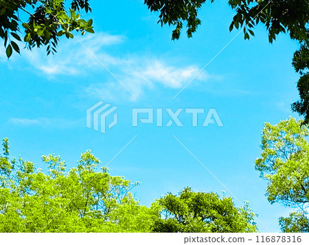 Young leaves and blue sky 116878316