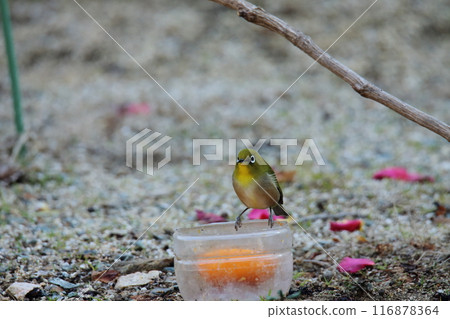 A bird that flew into the garden: a Japanese white-eye. A bird that flew into the garden: a Japanese white-eye. 116878364