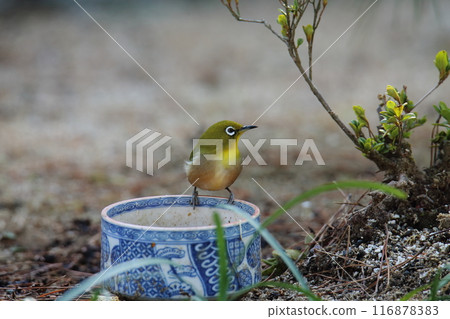 A bird that flew into the garden: a Japanese white-eye. 116878383