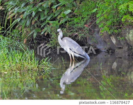一隻蒼鷺在池塘深處尋找食物 116878427