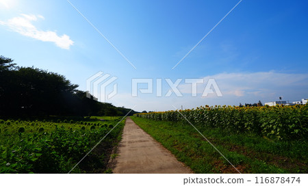 On the left of the straight path under the blue sky are summer kochia and on the right are sunflowers. On the left of the straight path under the blue sky are summer kochia and on the right are sunflowers. 116878474