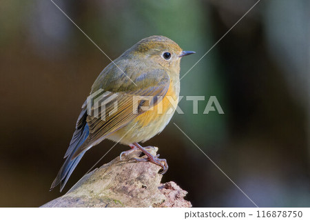 A male Blue-and-white flycatcher in its first winter plumage sunbathing in the forest A male Blue-and-white flycatcher in its first winter plumage sunbathing in the forest 116878750