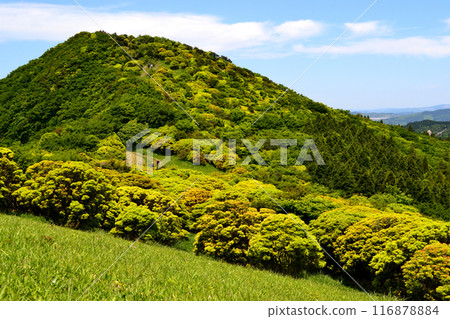 初夏的倉岳，綠意盎然的山景 116878884