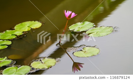 漂浮在水中的荷花花 116879124