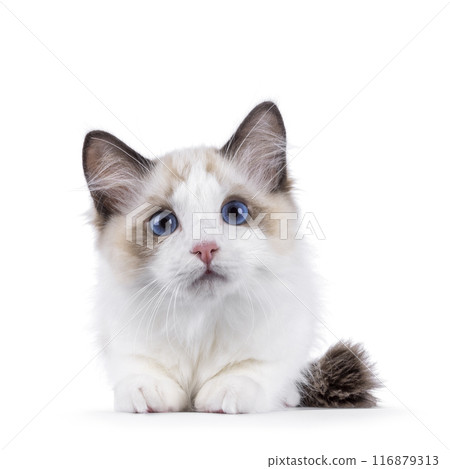 Ragdoll cat kitten on white bckground Ragdoll cat kitten on white bckground 116879313