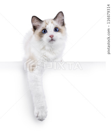 Ragdoll cat kitten on white bckground 116879314