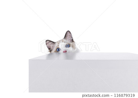 Ragdoll cat kitten on white bckground Ragdoll cat kitten on white bckground 116879319