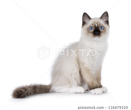 Ragdoll cat kitten on white bckground Ragdoll cat kitten on white bckground 116879320