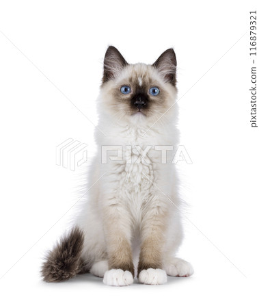 Ragdoll cat kitten on white bckground Ragdoll cat kitten on white bckground 116879321
