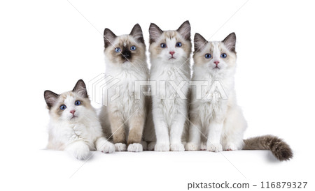 Ragdoll kittens on white background 116879327