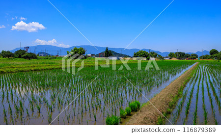 櫻井市東進道稻田和三岳、鰻尾山、二條山、大和葛木山、金剛山 2024年7月5日 116879389
