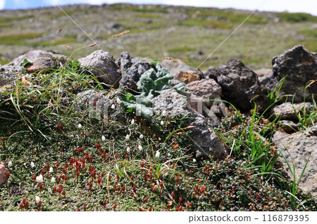 Summer in Daisetsuzan: Jimkade (flower of the Ericaceae family) blooming near the Hokuchindake hiking trail 116879395
