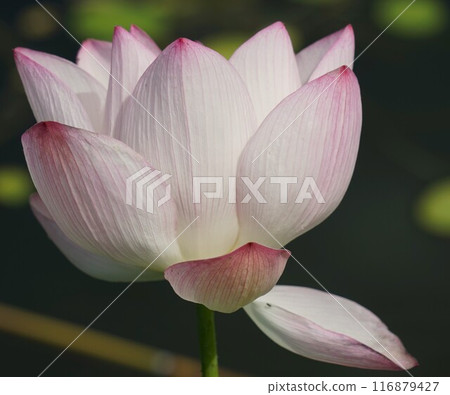 Up lotus flowers 116879427
