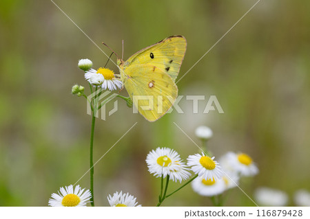 Colias butterfly drinking nectar 03 116879428