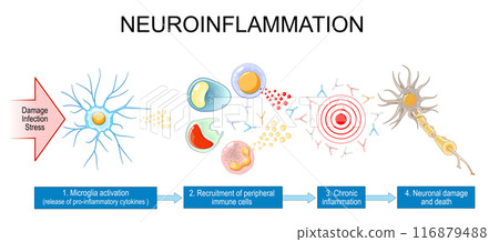 Neuroinflammation Neuroinflammation 116879488