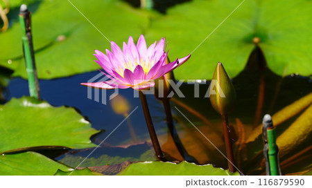 浮在水面上的睡蓮花 116879590