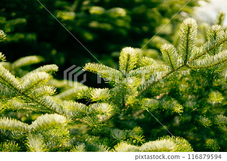 Beautiful fir branches. Christmas wallpaper concept. Copy space. Natural coniferous background texture. Selective focus blur. Beautiful fir branches. Christmas wallpaper concept. Copy space. Natural coniferous background texture. Selective focus blur. 116879594