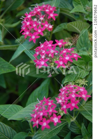 Pentas (Pentas) Pentas (Pentas) 116879662