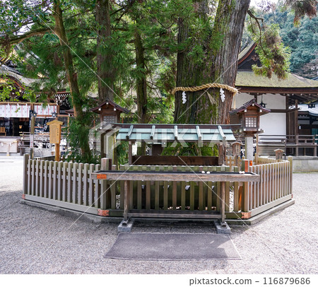 The Snake God Cedar: Ogami Shrine, also known as Miwa Myojin, said to be the oldest in Japan (Sakurai City, Nara Prefecture) 116879686