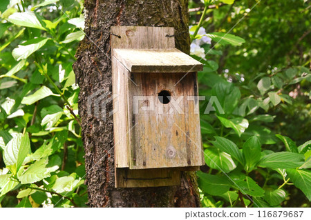 Shady hive box 116879687