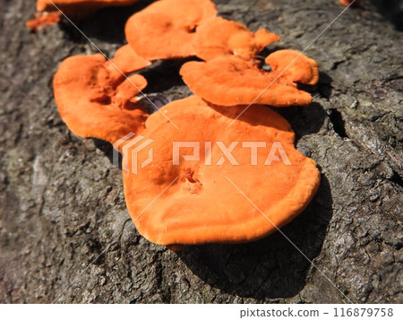 Hiirotake mushrooms growing on the roots of a cherry tree 116879758