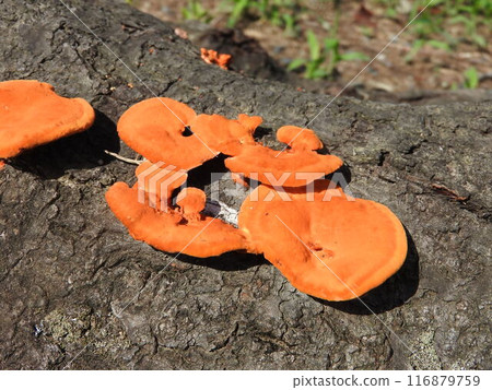 生長在櫻花根部的 Hiirotake（猩紅色蘑菇） 116879759