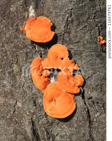 生長在櫻花根部的 Hiirotake（猩紅色蘑菇） 116879761