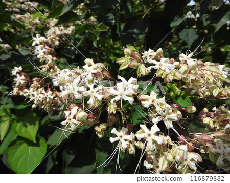 Rabbit flowers 116879882