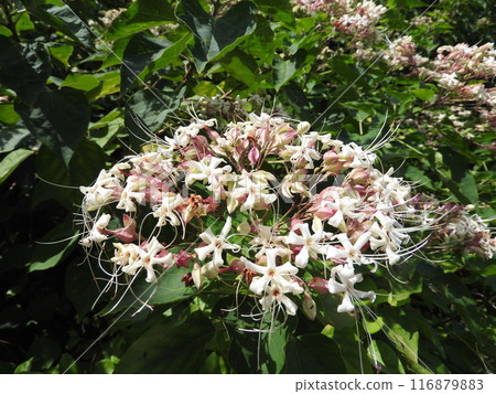 Rabbit flowers 116879883