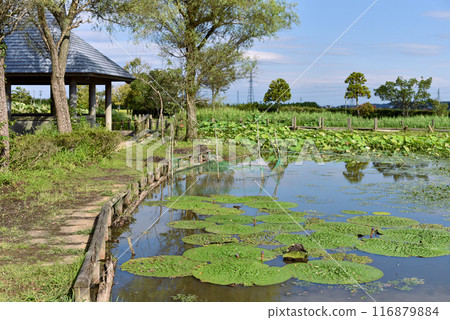 A colony of Euryale Water Lilies: Junichogata, Himi City, Toyama Prefecture (August) 116879884