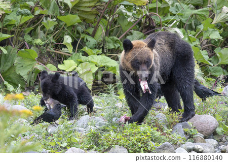 Mother Brown Bear Teaches How to Live Mother Brown Bear Teaches How to Live 116880140