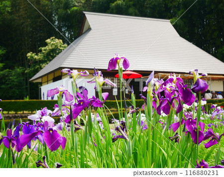Iris garden, irises in full bloom 2024.6.8 116880231