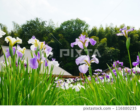鳶尾花園，鳶尾盛開 2024.6.8 116880235