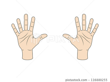 Palm left and right illustration 116880255