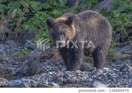 河岸上的胖棕熊 河岸上的胖棕熊 116880470