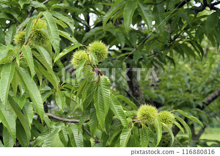 板栗樹 116880816