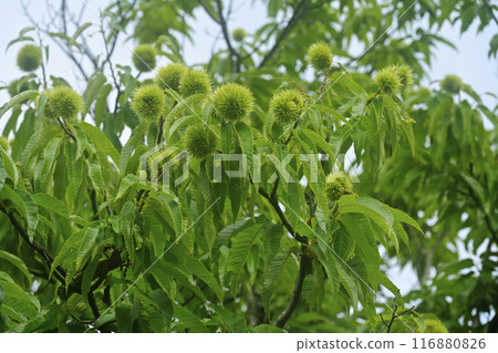 板栗樹 116880826