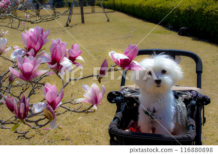 玉蘭花和狗 116880898