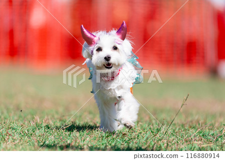 跑狗 跑狗 116880914