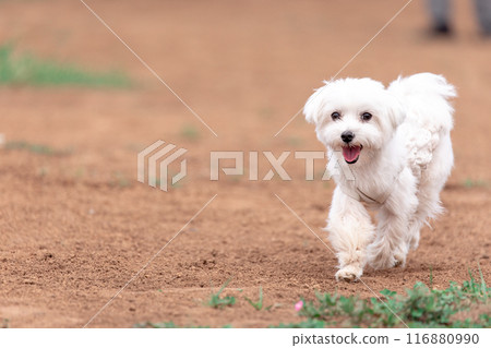 Running dog 116880990