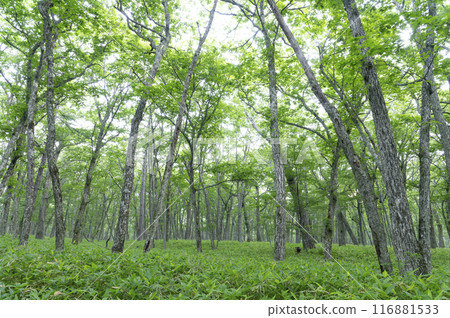 Summer forest 116881533