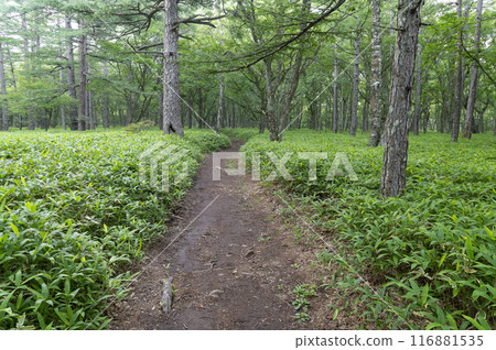 Summer forest 116881535