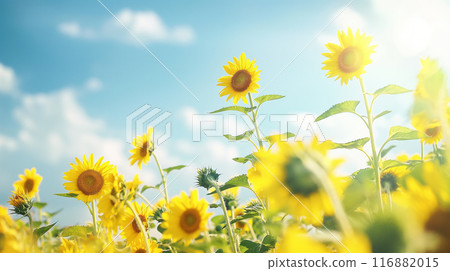 向日葵向著太陽綻放。藍天。 116882015