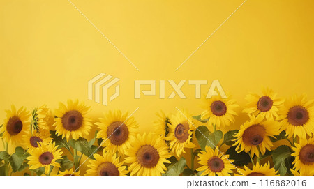 Bright yellow sunflower frame. Background image with space for copy or text 116882016
