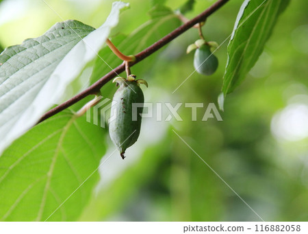 種植的獼猴桃果實 116882058