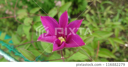 Purple clematis Purple clematis 116882279