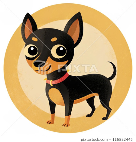 Cute black Chiweenie or chihuahua dog standing Cute black Chiweenie or chihuahua dog standing 116882445